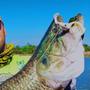 Imagem de Kit Com 3 Iscas Artificiais Soft Gator Frog  Alligator