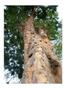 Imagem de Kit Com 3 Mudas De Árvore Pau Brasil - Exótica