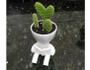 Imagem de Kit Com 3 Robert Plant Suculentas