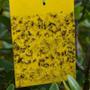 Imagem de Kit com 4 unidades de cola anti formiga e mosca  fita adesiva armadilha para capturar insetos