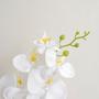 Imagem de Kit com Dois Arranjos de Eucalipto e Orquídea Artificial no Vaso de Vidro  Arranjos Formosinha