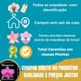 Imagem de Kit De 3 Cattleya Cod 01- 