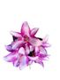Imagem de Kit De 5 Buquês Cores Novas De Lírio Artificial Com 5 Flores