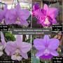 Imagem de Kit de mudas de orquídeas walkeriana e nobilior para replantar