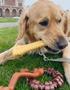 Imagem de Kit de Ossos para Cães Nylabone Power Chew - 3 Unidades