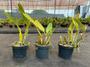 Imagem de Kit II Orquídea 5 Cattleyas Adultas