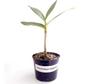 Imagem de Kit Mudas De Orquídeas Mista 36 Unidades Diversas Super  Plantas Naturais Raras