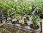 Imagem de Kit Mudas De Orquídeas Mista 36 Unidades Diversas Super  Plantas Naturais Raras