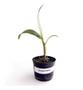 Imagem de Kit Mudas De Orquídeas Mista 36 Unidades Diversas Super  Plantas Naturais Raras
