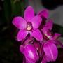 Imagem de Kit Orquídea Cheiro De Uva Grapete Com Orquídea Negra Adulta Linda For Decoração Ambientes Interiores Jardins