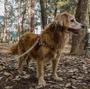 Imagem de Kit Peitoral, Guia E Cinto Para Cachorros-Médio-Afrika