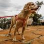 Imagem de Kit Peitoral, Guia E Cinto Para Cachorros-Médio-Vermelho