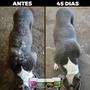 Imagem de Kit Suplemento 1un Cachorro Forte Premium + 1un Pelo e Derme Canino