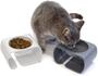 Imagem de Kitty City Grande Coleção de Tigela de Ração para Gato, Alimentador de animais de estimação e waterer, cinza (CM-10062-CS01)