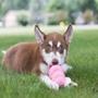 Imagem de Kong Puppy - Small