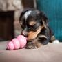 Imagem de Kong Puppy - Small