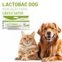 Imagem de Lactobac Dog Organnact 16g/13ml Display 13 Seringas