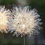 Imagem de Lâmpada de piso de dandelion de fio de alumínio, led solar outdoor