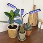 Imagem de Lampada Luminaria Cultivo Plantas Interno Temporizador Luz Ultravioleta UV Indoor Planta Em Casa Estufa Terrario Grow Indoor Hidroponica