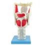 Imagem de Laringe Funcional Ampliada 3x, Anatomia