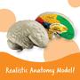 Imagem de Learning Resources Cross-section Brain Model, 2 Piece, Color Coded , Ages 7+