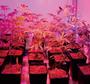 Imagem de Led Grow 80w Bivolt E27 Full Spectrum Fotossíntese Crescimento Plantas Cultivo Estufa