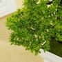 Imagem de Lindo Bonsai Realista Artificial Mini Folhas Verdes Vaso