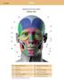 Imagem de Livro Anatomia da Expressão Facial, 1ª Edição 2021 - Anatomy4sculptors