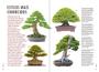 Imagem de Livro - Bonsai - Guia Definitivo