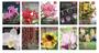 Imagem de Livro - Coleção Rubi - Orquídeas da Natureza