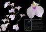 Imagem de Livro - Enciclopédia das Orquídeas - Volume 13