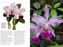 Imagem de Livro - Mestre das Orquídeas - Volume 1: Cattleya labiata