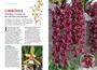 Imagem de Livro - Mestre das Orquídeas - Volume 16: Cymbidium - As espécies e seus híbridos