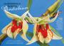 Imagem de Livro - Mestre das Orquídeas - Volume 20: Os diferentes e incríveis Dendrobium