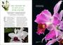 Imagem de Livro - Mestre das Orquídeas - Volume 6: Cattleya Purpurata