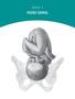 Imagem de Livro - Obstetrícia de Williams
