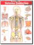 Imagem de Livro - Resumao - Sistema Endocrino Avancado