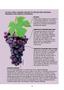 Imagem de Livro - Vinhos uvas história