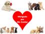 Imagem de Lixador De Unhas Elétrico Aparador Para Cães E Gatos + 3 Lixas Extras
