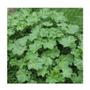 Imagem de Malva Silvestre 30g