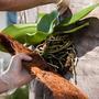 Imagem de Manta Jardinagem Fibra De Coco Plantas Orquídeas