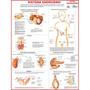 Imagem de Mapa de anatomia humana - sistema endócrino - gigante: largura 89 cm x altura 117 cm - MULTIMAPAS