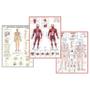 Imagem de Mapa de Anatomia Humana Sistema Muscular Esquelético 1 e 2