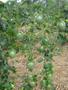 Imagem de Maracuja brs sol do cerrado 500 sementes agrocinco