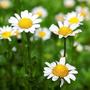 Imagem de Margaridinha Branca  / Chrysanthemum Paludosum - 200mg De Sementes