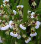 Imagem de Micro Orquídeas Hornitophlora radicans adulta