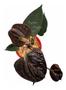 Imagem de Mini Anturio Negro Muda Jovem Florida Planta Natural No Vaso