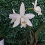 Imagem de Mini Cattleya Branca Cruzamento Sophronitis Orquidea Exótica