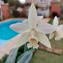 Imagem de Mini Cattleya Branca Cruzamento Sophronitis Orquidea Exótica