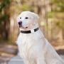 Imagem de Mini Rastreador GPS para Pets - Localizador com Posicionamento Automático